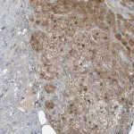 Merck Anti-PARVG antibody produced in rabbit