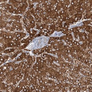 Merck Anti-MRPS18A antibody produced in rabbit