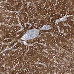 Merck Anti-MRPS18A antibody produced in rabbit