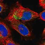 Merck Anti-EXOC2 antibody produced in rabbit