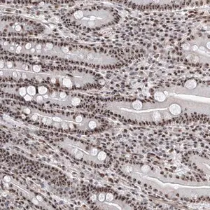 Merck Anti-PRUNE2 antibody produced in rabbit