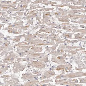 Merck Anti-KCNJ8 antibody produced in rabbit
