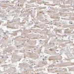 Merck Anti-KCNJ8 antibody produced in rabbit