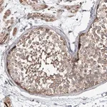 Merck Anti-FRYL antibody produced in rabbit