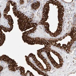 Merck Anti-DHRS7 antibody produced in rabbit