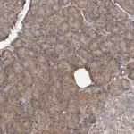Merck Anti-DNAJC10 antibody produced in rabbit