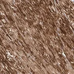 Merck Anti-OCSTAMP antibody produced in rabbit