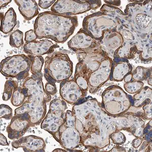 Merck Anti-DPY19L4 antibody produced in rabbit