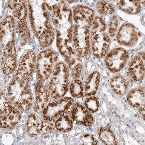 Merck Anti-FAM135B antibody produced in rabbit