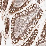 Merck Anti-ARHGEF10L antibody produced in rabbit