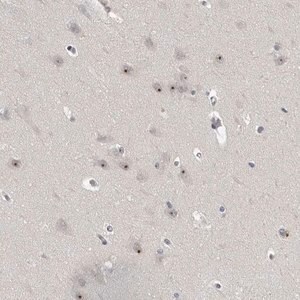 Merck Anti-MRTO4 antibody produced in rabbit