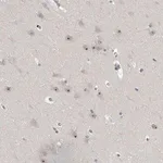 Merck Anti-MRTO4 antibody produced in rabbit