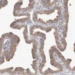 Merck Anti-WDR77 antibody produced in rabbit