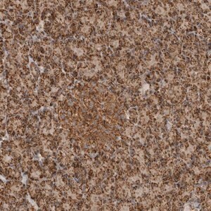 Merck Anti-BMP2K antibody produced in rabbit