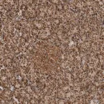 Merck Anti-BMP2K antibody produced in rabbit