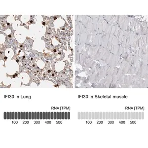 Merck Anti-IFI30 antibody produced in rabbit