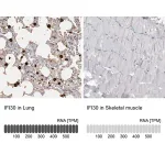 Merck Anti-IFI30 antibody produced in rabbit