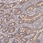 Merck Anti-ODF2L antibody produced in rabbit