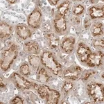 Merck Anti-SUGCT antibody produced in rabbit