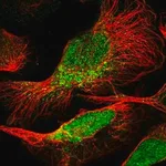 Merck Anti-PEA15 antibody produced in rabbit