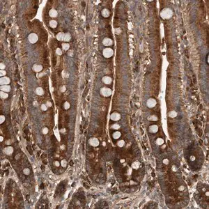 Merck Anti-RNF207 antibody produced in rabbit