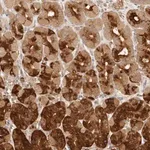 Merck Anti-INTS11 antibody produced in rabbit