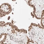 Merck Anti-MED8 antibody produced in rabbit