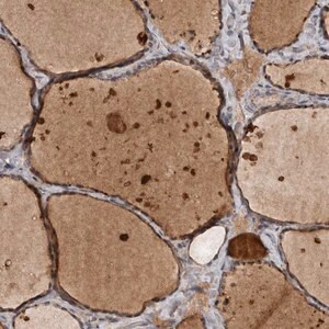 Merck Anti-DNAJB4 antibody produced in rabbit