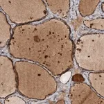 Merck Anti-DNAJB4 antibody produced in rabbit