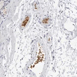 Merck Anti-EPB41 antibody produced in rabbit