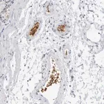 Merck Anti-EPB41 antibody produced in rabbit