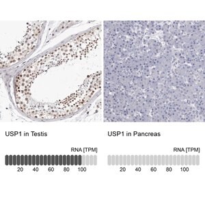 Merck Anti-USP1 antibody produced in rabbit