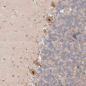 Merck Anti-PSMA5 antibody produced in rabbit