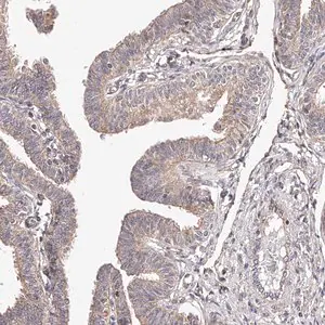 Merck Anti-USP21 antibody produced in rabbit