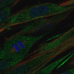 Merck Anti-COL21A1 antibody produced in rabbit