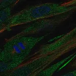 Merck Anti-COL21A1 antibody produced in rabbit