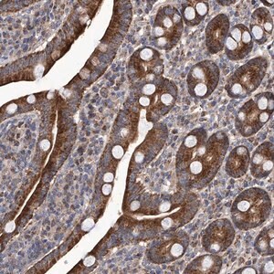 Merck Anti-EFCAB2 antibody produced in rabbit