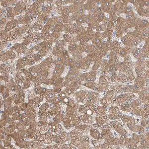 Merck Anti-MDGA1 antibody produced in rabbit