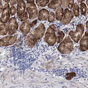 Merck Anti-EFCAB2 antibody produced in rabbit