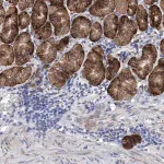 Merck Anti-EFCAB2 antibody produced in rabbit