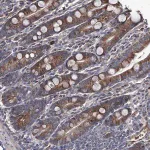 Merck Anti-KIF20B antibody produced in rabbit