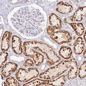 Merck Anti-PKHD1 antibody produced in rabbit