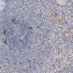 Merck Anti-ITGAD antibody produced in rabbit