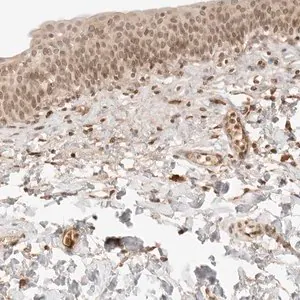 Merck Anti-POLH antibody produced in rabbit