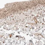 Merck Anti-POLH antibody produced in rabbit