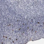 Merck Anti-SLC25A39 antibody produced in rabbit