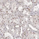 Merck Anti-ZNF326 antibody produced in rabbit
