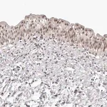 Merck Anti-RNF2 antibody produced in rabbit