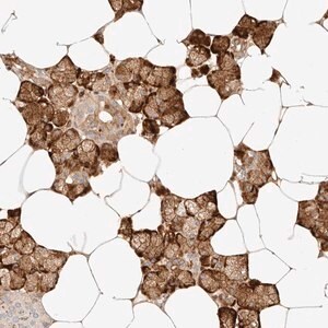 Merck Anti-ZBED6 antibody produced in rabbit