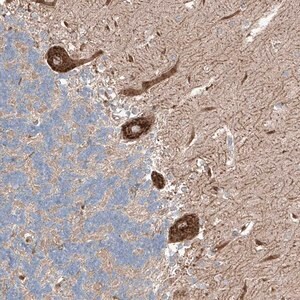 Merck Anti-RUSC1 antibody produced in rabbit